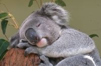 Australia dành 4,5 triệu đô la đầu tư cho việc bảo tồn koala ở NSW
