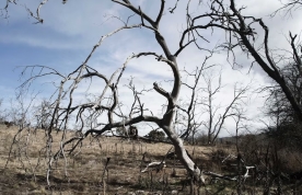Rừng nguyên sinh Australia chết hàng loạt do hạn hán và biến đổi khí hậu